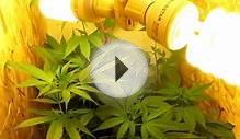 Growing Marijuana with only CFL lightsCHEAP!
